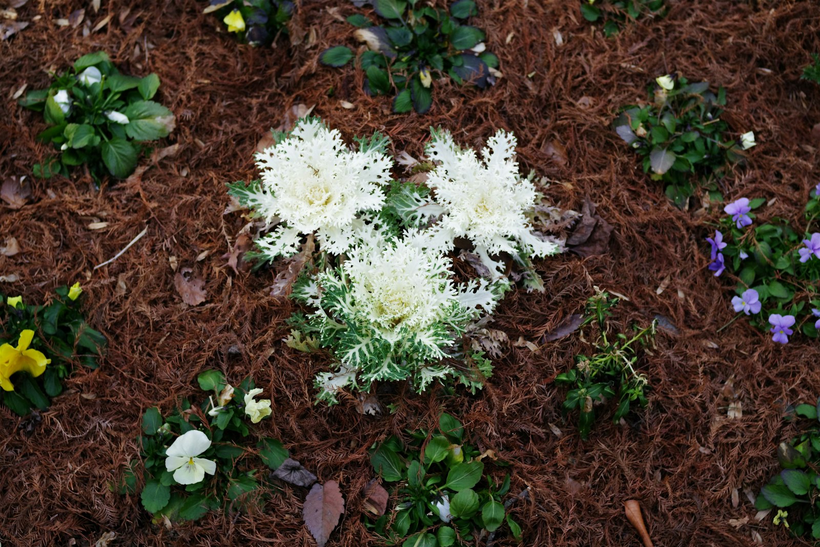 Front-yard flower bed mulched in dark hardwood with hostas and seasonal annuals.